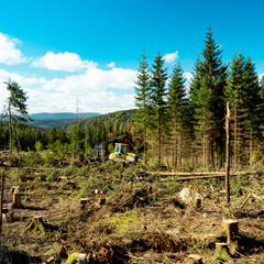 Ecological disaster in the Harz Mountains - obrazy, fototapety, plakaty