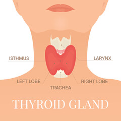 Thyroid gland and trachea shown on a silhouette of a woman. Body anatomy sign. Human endocrine system. Medical internal organ vector illustration.