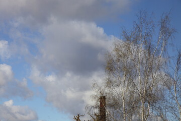 Birch tree top with blossom branches on old chimney pipe and blue sky with Cumulus clouds background, ecological air panorama at Sunny spring day