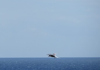 Fototapeta premium Tern in flight of the sea