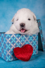 White fluffy small Samoyed puppy dog in a gift box