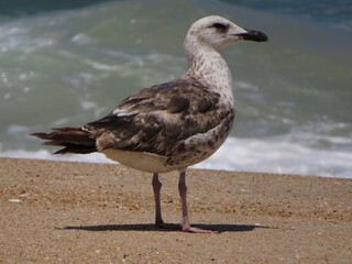 young seagull on the beach