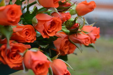 Bouquet of pink roses close-up in the garden on the table. Greeting card