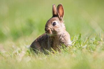 Baby wild rabbit in the wild