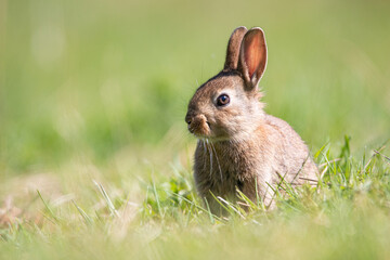 Baby wild rabbit in the wild