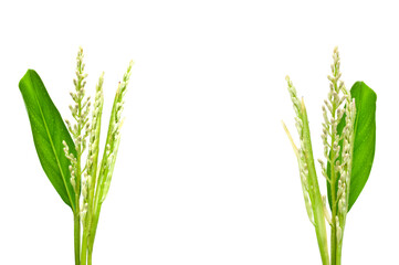 Galangal flower isolated on white background.