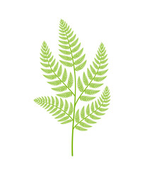 Fern plant. Polypodiopsida or Polypodiophyta. One plant branch on a white background.