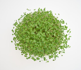 microgreens on white background