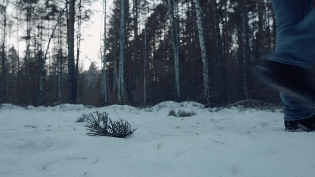Hicker's and Wanderer's Male Legs Walk in the Winter Forest. A Branch from a Pine Tree Lies in the Snow, and a Winter Forest in the background. The Concept of Pacification, Beauty of Nature