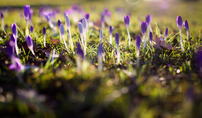 Krokus Blumenwiese Frühling Lila Weiß Grün Blüte Frühlingserwachen Aufblühen bunt farbenfroh...