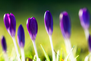 Krokus Blumenwiese Frühling Lila Weiß Grün Blüte Frühlingserwachen Aufblühen bunt farbenfroh...