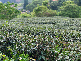Tea plantations is a garden cultivated completely organically, with tea types produced including green which is beneficial for health, elegantly refreshing