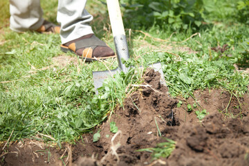 Farmer digs soil with shovel in garden.