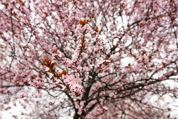 Beautiful Cherry Blossoms Tree In Spring. A close-up of cherry blossom trees in the springtime.
