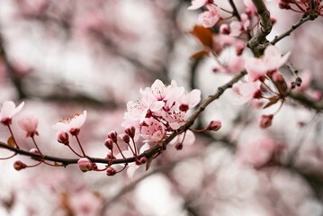 Beautiful Cherry Blossoms Tree In Spring. A close-up of cherry blossom trees in the springtime.