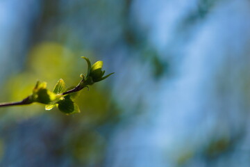young leaves on a branch