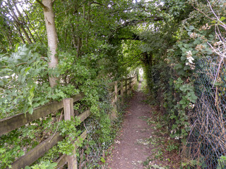 Woodland Path