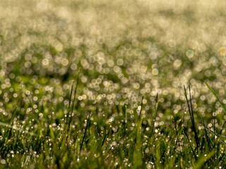 Grass at sunrise