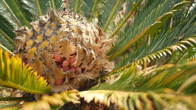 Cycad fern leaves in forest, California USA. Green fresh juicy natural botanical leafage. Encephalartos or zamiaceae dioon palm lush foliage. Tropical jungle rainforest woods atmosphere garden design.