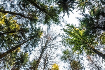 Baumkronen Wald HImmel Wipfel Perspektive nach oben Äste Krone Natur