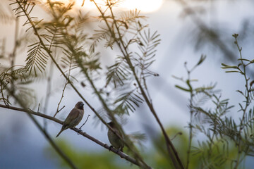 House sparrow perched on a tree branch