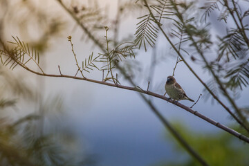 House sparrow perched on a tree branch