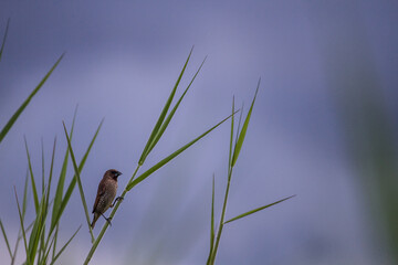 House sparrow perched on a tree branch