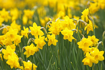 Obraz premium Beautiful vernal Yellow Daffodils flower field in the sunlight. Suitable photo for spring background, greeting card, flower landscape