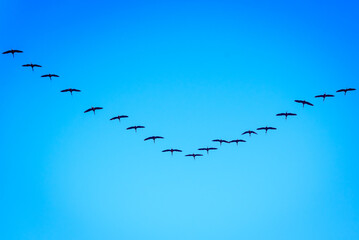 Formation flock of ibis Plegadis falcinellus flying over the Valencian Albufera lake on their...