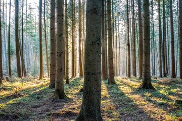 Obraz premium Wald Bäume Sonnenschein Sonnenlicht Natur Strahlen