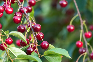 Cherry fruit ripening on trees in the summer sun. Fruit orchard industrial cultivation.
