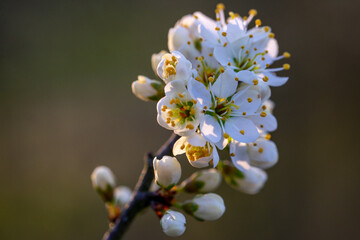 Viele Blüten an einen Zweig