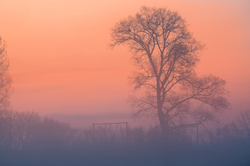 fog over the grassland and an beautiful tree