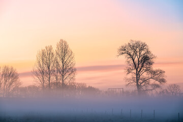fog over the grassland and an beautiful tree