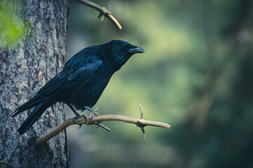 crow on a branch