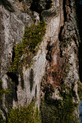 woods 