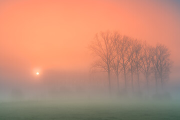 Tree in the mist at the river