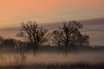 Fototapeta na wymiar fog over the grassland and an beautiful tree