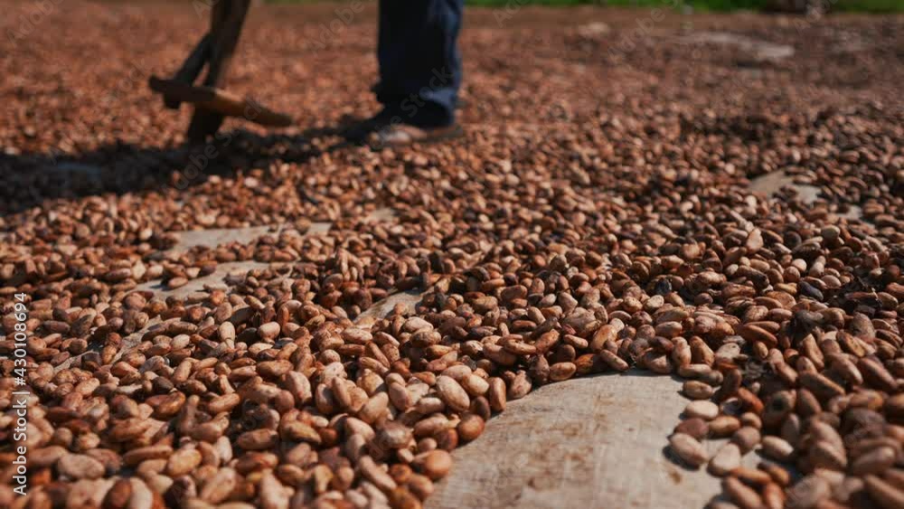 Aufkleber black african local man working in a cocoa farm drying cocoa beans in a cinematic slow motion. close