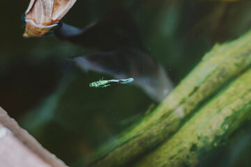 guppy pet fish swimming isolated