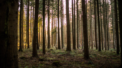 Obraz premium Wald Bäume Sonnenschein Sonnenlicht Natur Strahlen