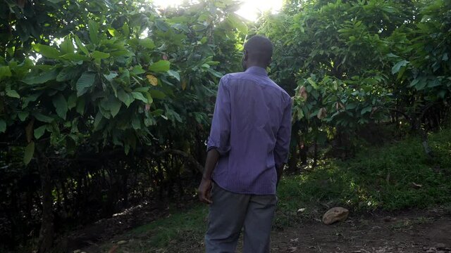 Black African local man walking into a cocoa trees farm in cinematic slow motion. Congo, Africa.