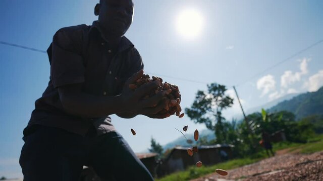 Black African local man working in a cocoa farm drying cocoa beans during sunlight in a cinematic slow motion. Congo, Africa.