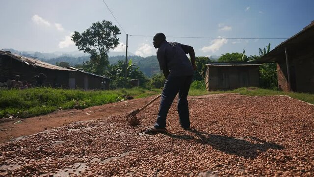 Black African local man working in a cocoa farm drying cocoa beans in a cinematic slow motion. Wide shot. Congo, Africa.