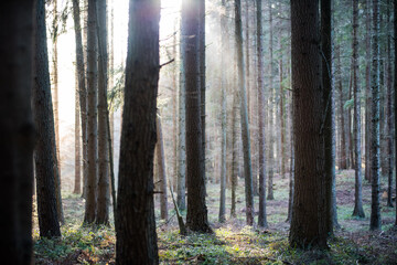 Wald Bäume Sonnenschein Sonnenlicht Natur Strahlen