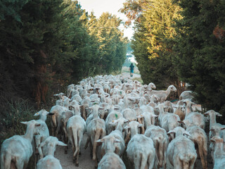 Herd of sheep with a shepherd on the road