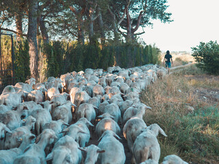 Shepherd walks the herd of sheep in Italian countryside