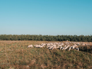Obraz premium Sheep in the field