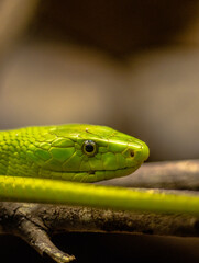 Serpiente verde, Culebra venenosa, Reptil png. Serpiente verde venenosa.