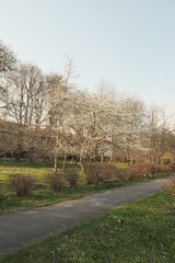 blossoming trees and bench in the park